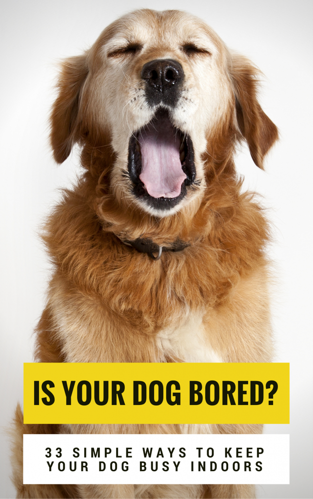 My Dog Needs to Be Entertained Every Minute Tips and Tricks Simple Ways to Keep Your Dog Occupied